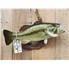 Image 2 : 20" Largemouth Bass Real Skin Fish Taxidermy