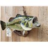 Image 3 : 20" Largemouth Bass Real Skin Fish Taxidermy