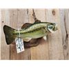 Image 4 : 20" Largemouth Bass Real Skin Fish Taxidermy