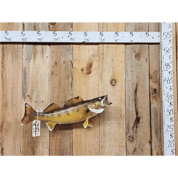 29" Walleye Real Skin Fish Taxidermy