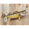 Image 2 : 29" Walleye Real Skin Fish Taxidermy