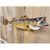 Image 3 : 29" Walleye Real Skin Fish Taxidermy