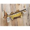 Image 4 : 29" Walleye Real Skin Fish Taxidermy