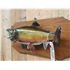 Image 3 : 18" Brook Trout Real Skin Fish Taxidermy
