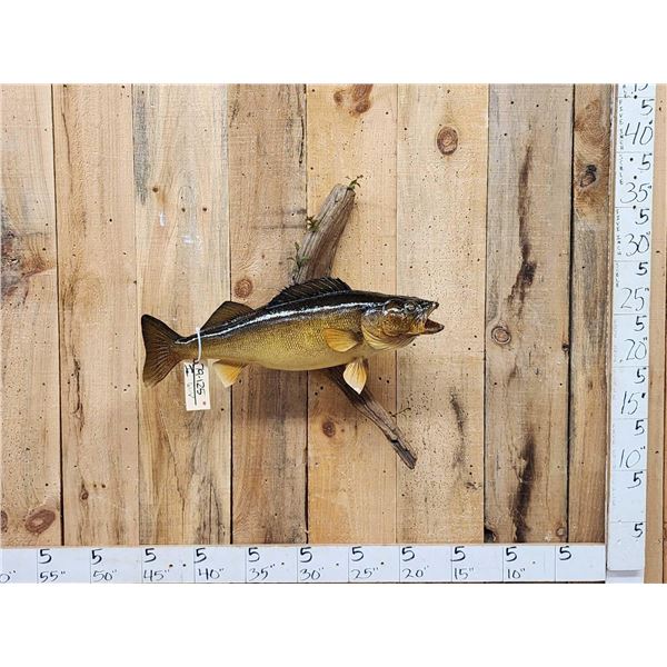 28" Walleye Real Skin Fish Taxidermy