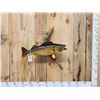 Image 1 : 28" Walleye Real Skin Fish Taxidermy