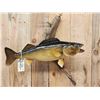 Image 2 : 28" Walleye Real Skin Fish Taxidermy