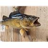 Image 3 : 28" Walleye Real Skin Fish Taxidermy