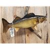 Image 4 : 28" Walleye Real Skin Fish Taxidermy