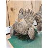 Image 2 : Pair Of  Sage Grouse Full Body Bird Taxidermy