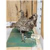 Image 3 : Pair Of  Sage Grouse Full Body Bird Taxidermy