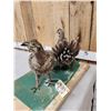 Image 5 : Pair Of  Sage Grouse Full Body Bird Taxidermy