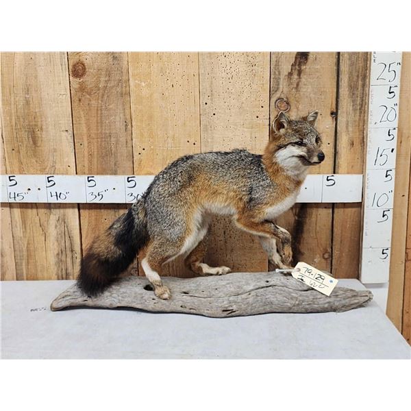 Grey Fox Full Body Taxidermy Mount