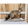 Image 1 : Grey Fox Full Body Taxidermy Mount