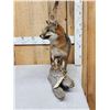 Image 2 : Grey Fox Full Body Taxidermy Mount