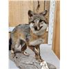 Image 3 : Grey Fox Full Body Taxidermy Mount