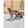Image 4 : Grey Fox Full Body Taxidermy Mount