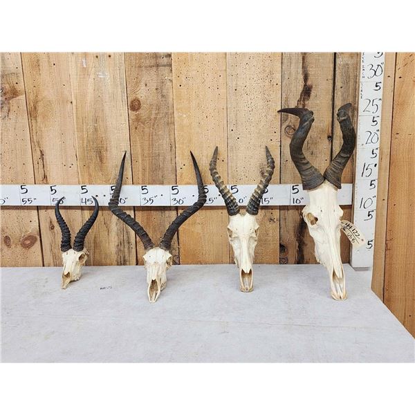 African Skull Lot Taxidermy