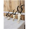 Image 2 : African Skull Lot Taxidermy