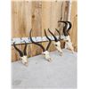 Image 3 : African Skull Lot Taxidermy