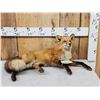 Image 1 : Red Fox Full Body Taxidermy Mount