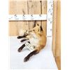 Image 2 : Red Fox Full Body Taxidermy Mount