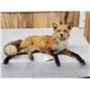 Image 3 : Red Fox Full Body Taxidermy Mount