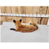 Image 4 : Red Fox Full Body Taxidermy Mount