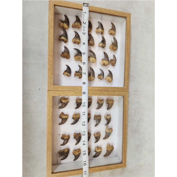 40 Black Bear Claws Taxidermy