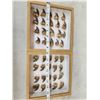 Image 1 : 40 Black Bear Claws Taxidermy