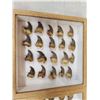 Image 2 : 40 Black Bear Claws Taxidermy