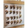 Image 3 : 40 Black Bear Claws Taxidermy