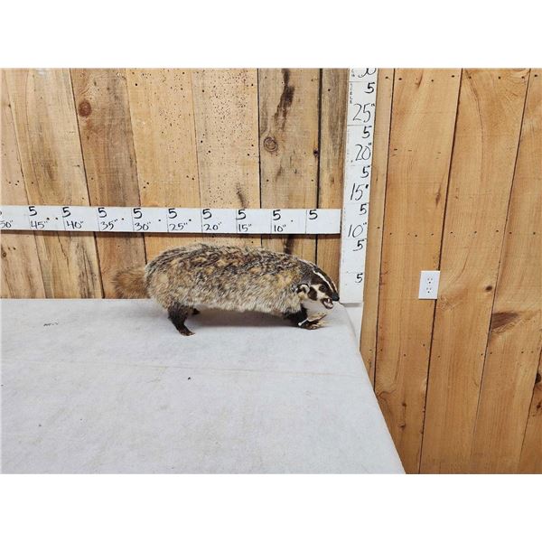 Badger Full Body Taxidermy Mount