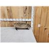 Image 1 : Badger Full Body Taxidermy Mount