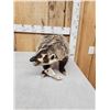 Image 2 : Badger Full Body Taxidermy Mount
