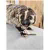 Image 3 : Badger Full Body Taxidermy Mount