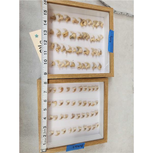 20 Bobcat Claws & 20 Lynx Claws Taxidermy