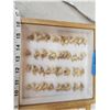Image 3 : 20 Bobcat Claws & 20 Lynx Claws Taxidermy