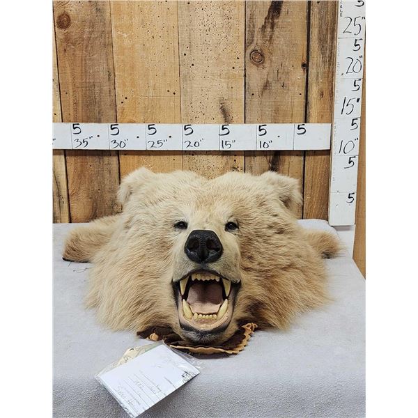 Big Alaskan Brown Bear Rug Taxidermy