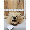 Image 1 : Big Alaskan Brown Bear Rug Taxidermy