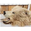 Image 3 : Big Alaskan Brown Bear Rug Taxidermy