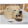 Image 4 : Big Alaskan Brown Bear Rug Taxidermy