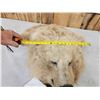 Image 5 : Big Alaskan Brown Bear Rug Taxidermy