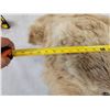 Image 6 : Big Alaskan Brown Bear Rug Taxidermy