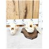 Image 1 : 2 Black Bear Skulls Taxidermy