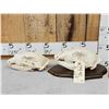 Image 2 : 2 Black Bear Skulls Taxidermy