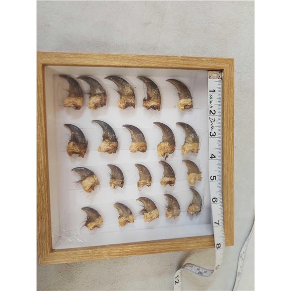 Set Of Black Bear Claws Taxidermy