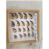 Image 1 : Set Of Black Bear Claws Taxidermy