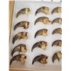 Image 2 : Set Of Black Bear Claws Taxidermy