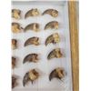 Image 3 : Set Of Black Bear Claws Taxidermy